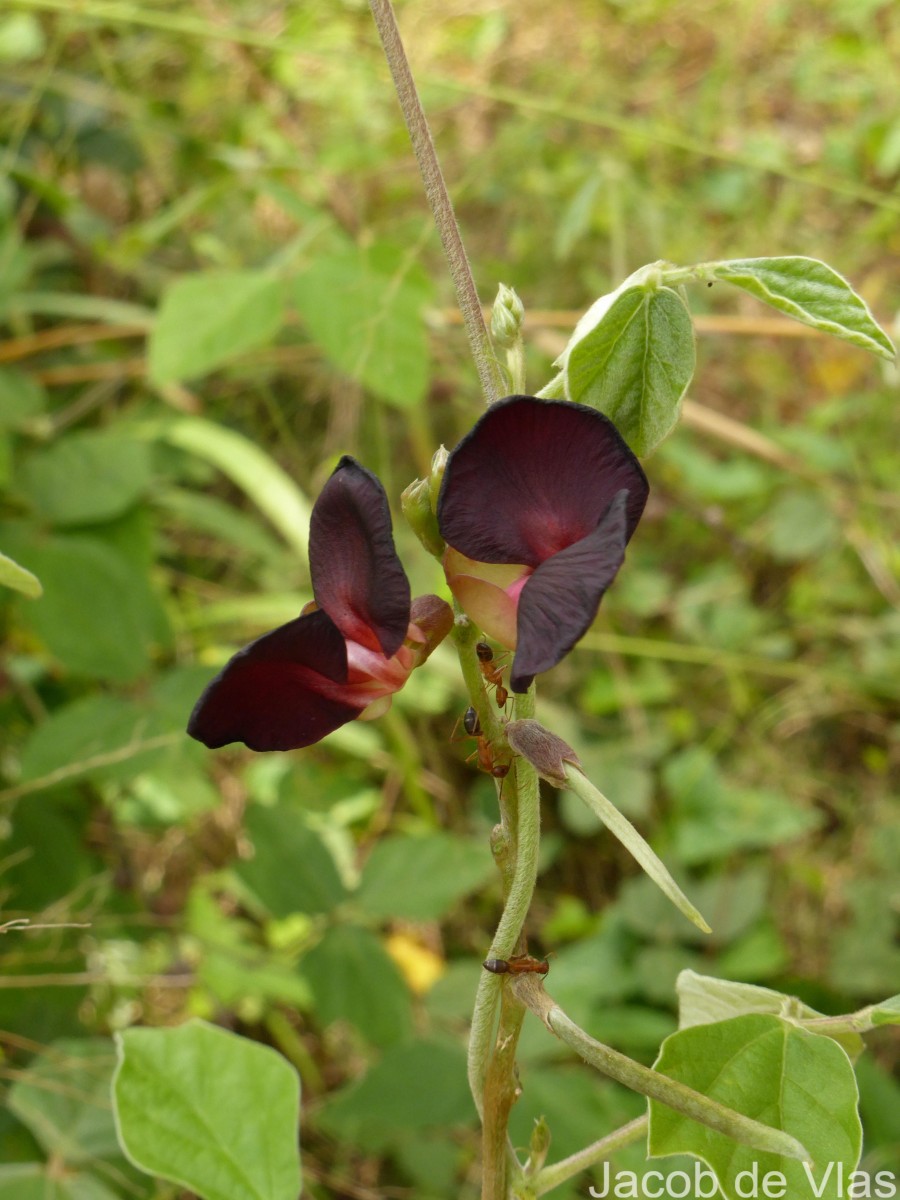 Macroptilium atropurpureum (DC.) Urb.